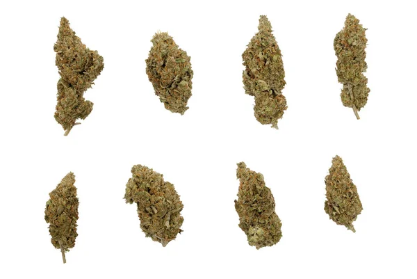 Osm Různých Tvaru Cannabis Sativa Poupat Izolovaných Bílém Pozadí — Stock fotografie