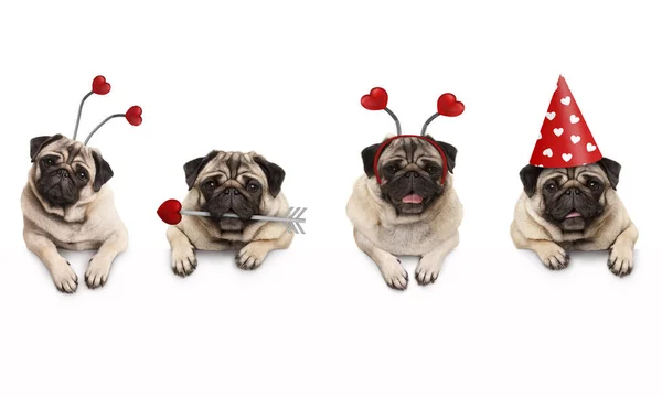 Dört Şirin Sevgililer Aşk Pug Yavru Köpekleri Izole Beyaz Afiş — Stok fotoğraf
