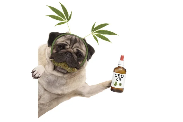 Esrar kenevir yaprak diadem, esrar çiçekler üzerinde çiğneme giyen Cbd petrol şişe tutan sevimli gülümseyen pug köpek yavrusu. Beyaz arka plan üzerinde izole