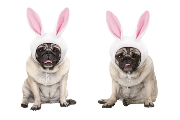 Funny Little Easter Pug Puppy Dogs Sitting Wearing Easter Bunny — Stock Photo, Image