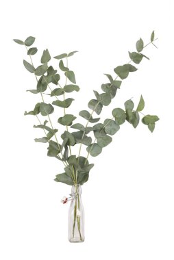 bouquet of eucalyptus cinerea, silver dollar, twigs and branches in glass swing top bottle, isolated on white background clipart