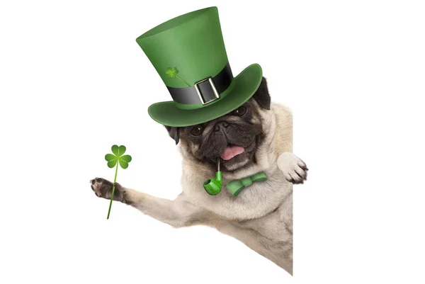 Patricks Day Pug Puppy Dog Green Leprechaun Hat Pipe Holding — Stock Photo, Image