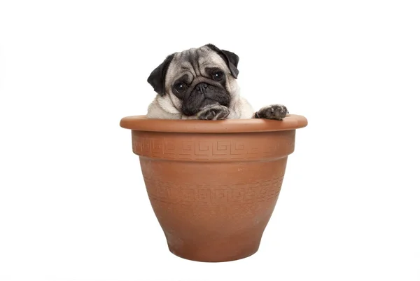 Cute Sweet Pug Dog Sitting Terracotta Plant Pot Isolated White — Stock Photo, Image
