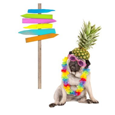 summer pug dog sitting down with colorful hawaiian flower garland, pink sunglasses and pineapple hat, next to wooden beach sign post on pole, isolated on white background clipart