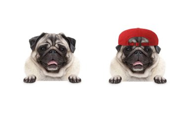 frolic gülümseyen pug köpek kırmızı şapka şapka giyen, beyaz afiş üzerinde pençeleri ile, izole