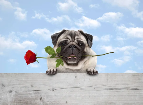 青い空の背景を持つ木製のフェンスのバナーに足を持つ 口の中に赤いバラを持つフロリックかわいい笑顔の子犬 — ストック写真