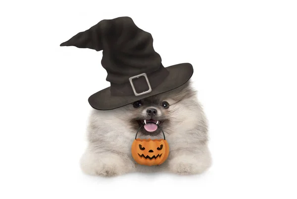 Feliz Spitz Pomaranian Cão Cachorro Halloween Com Chapéu Bruxa Cesta — Fotografia de Stock