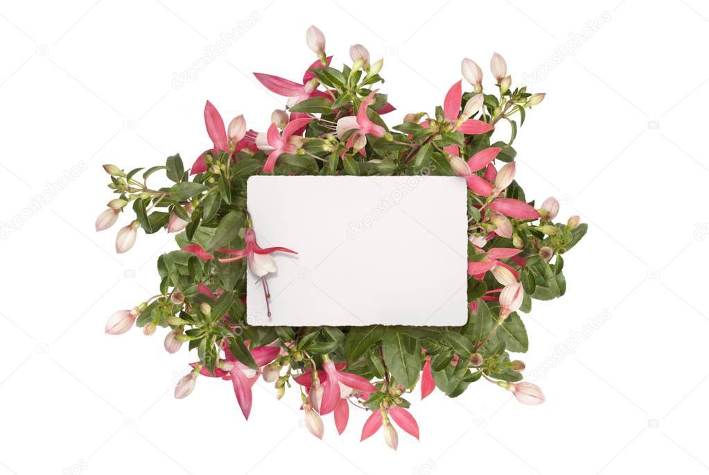 mockup flat lay of blank white paper card in pink fuchsia plug plant, isolated on white background