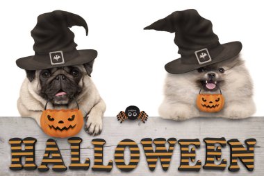cute halloween puppy dogs - pug and pomeranian spitz - with pumpkin candy basket for trick and treat, on wooden banner with text, isolated clipart
