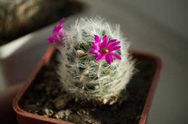 bir tencerede mor kaktüs çiçeği