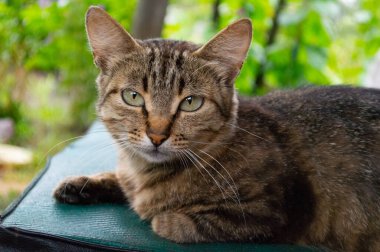 Bahçedeki evsiz kedi