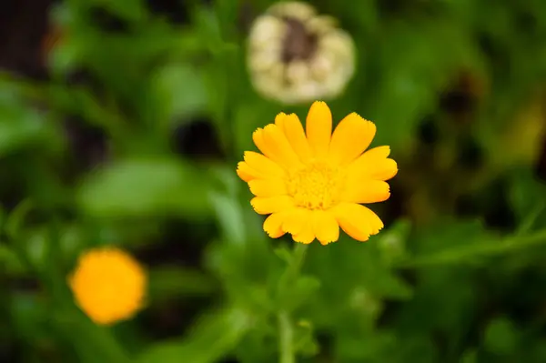 緑の背景に黄色いカレンデュラの花 — ストック写真