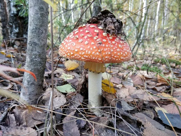 Muška Agarická Houba Lese — Stock fotografie