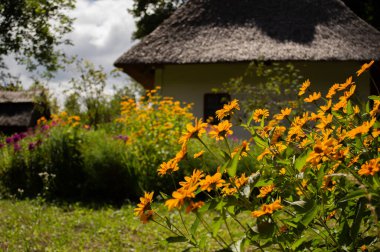 Eski kır evinin önündeki takvim çiçekleri