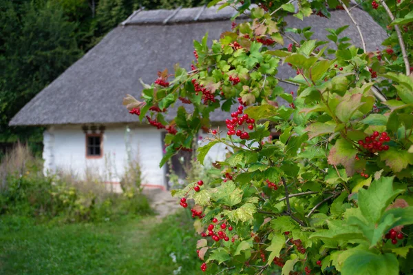 Viburnum Előtt Régi Ház — Stock Fotó