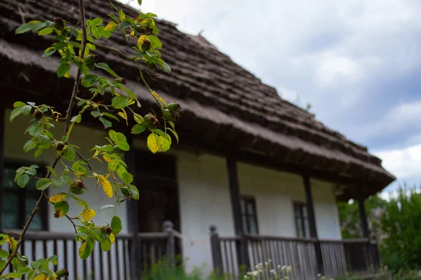 Зеленые Шиповник Перед Старым Домом — стоковое фото