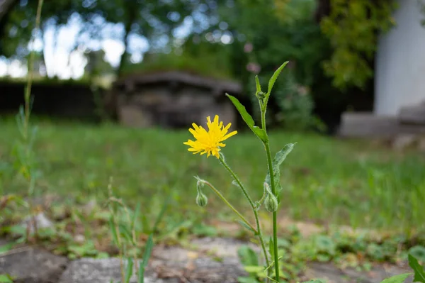 Желтый Цветок Одуванчика Саду Лицензионные Стоковые Изображения