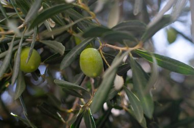 Yapraklı yeşil zeytin