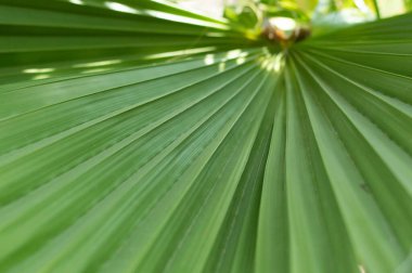 Palmiye yaprağı yeşil arkaplan