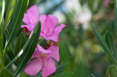 Yeşil yapraklı pembe kır çiçekleri.