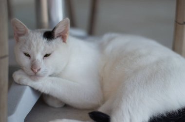 Masanın altında beyaz kedi