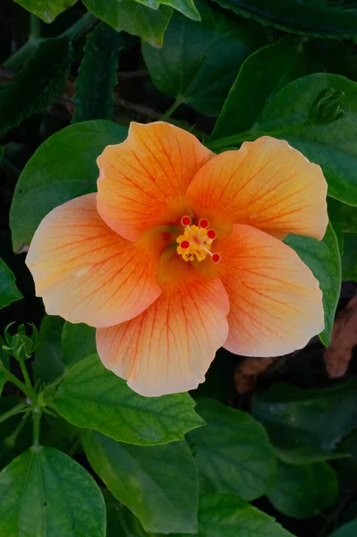 Flores Naranjas Con Hojas Verdes — Foto de Stock