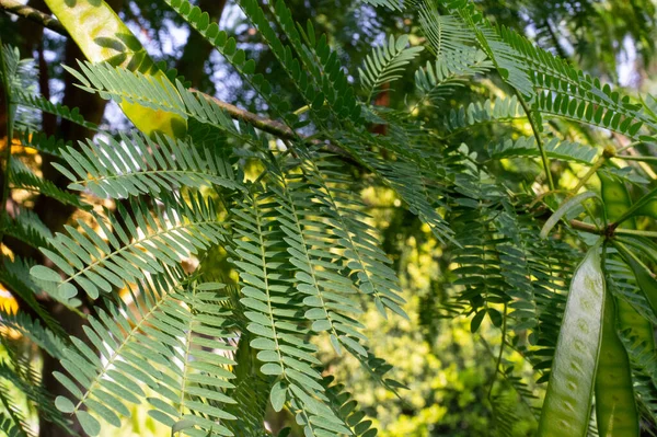 Gröna Blad Solen — Stockfoto