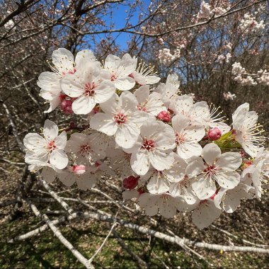 Bahçede güzel beyaz kiraz çiçekleri
