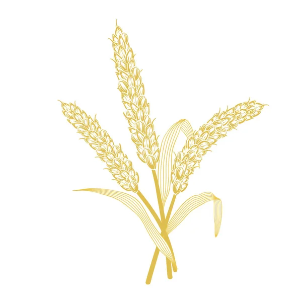 Buğday saplarını yaprakları ile.