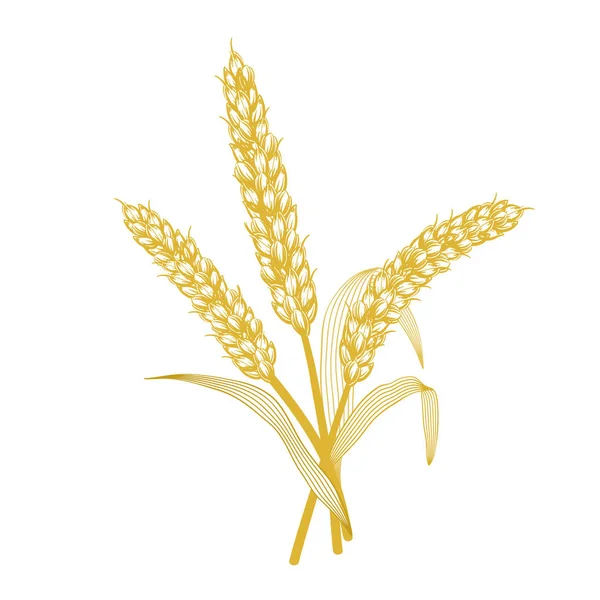 Stébla Pšenice Listy — Stockový vektor