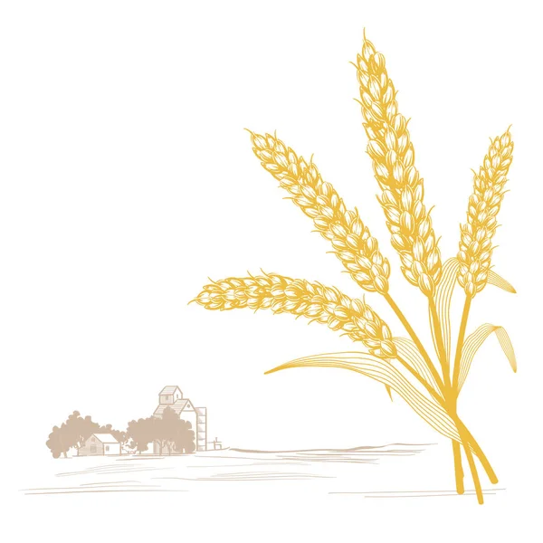 Pšenice Stopky Listy Pozadím Farmy — Stockový vektor