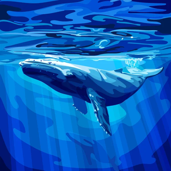 Okyanusun yüzeyinin hemen altında mavi balina dalışı