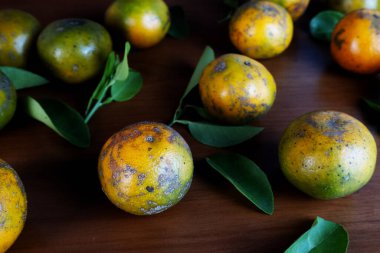 Ahşap bir masada yeşil yapraklı birkaç mandalina portakalının yakın plan görüntüsü. Portakallar yeni toplanmış gibi görünüyor..