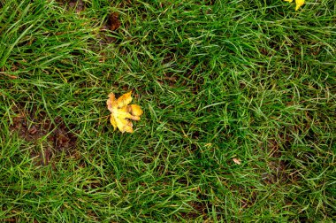 Yeşil çimlerin üzerinde duran tek bir sarı sonbahar yaprağı. Sonbahar.