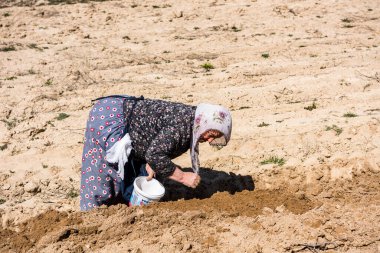 Türkiye 'nin tarihi bir bölgesi olan Kapadokya' nın Goreme kasabasında tohumları planlayan yaşlı bir kadın çiftçi.