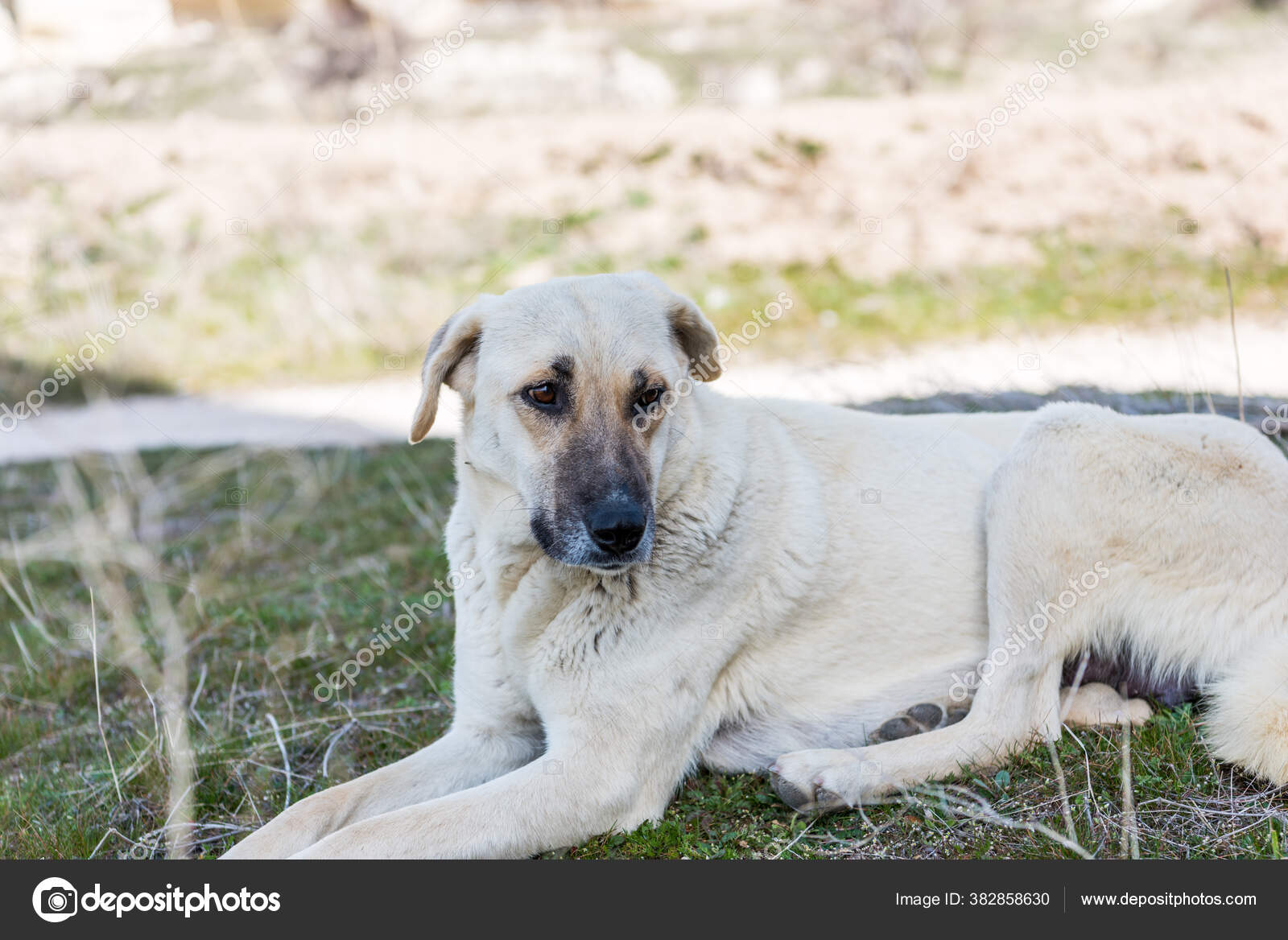 Kangal Shepherd Dog Sitting Grassland Goreme Town Cappadocia Breed Large —  Stock Photo © VictorJiang #382858630, image size:1600x1168