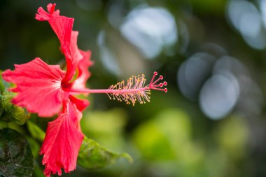 Hibiscus rosa-sinensis, or Chinese hibiscus, China rose, Hawaiian hibiscus, rose mallow, a species of tropical hibiscus, a flowering plant in the Hibisceae tribe of the family Malvaceae clipart