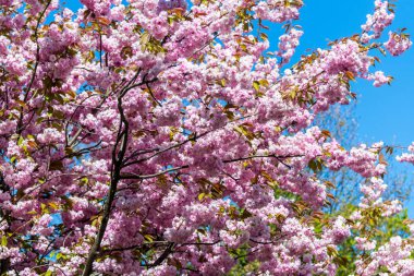 Kiraz çiçeği, Prunus cinsinin birçok ağacından oluşan bir çiçek, Hamburg, Almanya 'da mavi gökyüzüne karşı pembe çiçeklerle çiçek açıyor..