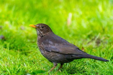 Turdus merula, ya da Avrasya karatavuğu, ya da karatavuk, gerçek ardıç kuşunun bir türüdür. Avrupa, Asya Rusya ve Kuzey Afrika 'da ürerler.