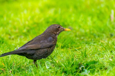 Turdus merula, ya da Avrasya karatavuğu, ya da karatavuk, gerçek ardıç kuşunun bir türüdür. Avrupa, Asya Rusya ve Kuzey Afrika 'da ürerler.