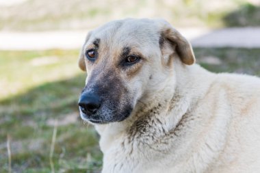 Kapadokya 'nın Goreme kasabasında otlakta oturan Kangal Çoban Köpeği, Sivas, Türkiye' de yaşayan büyük bir çiftlik hayvanı bakıcısı köpek cinsi.