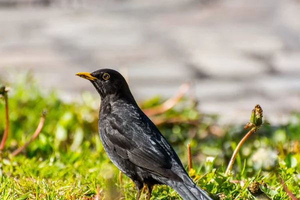 Turdus Merula Mirlo Eurasiático Mirlo Común Una Especie Tordo Verdadero —  Fotos de Stock