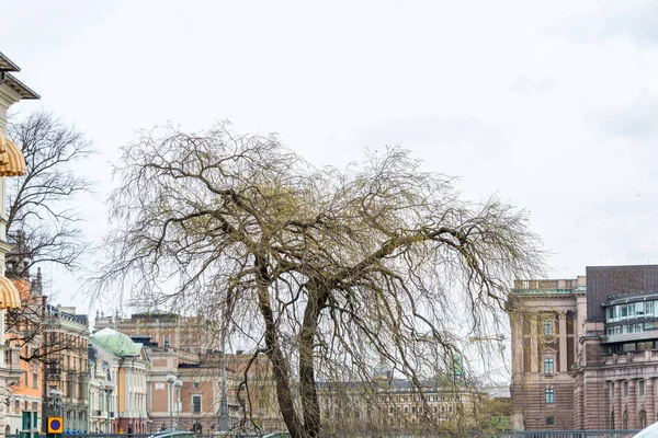 Ett Pilträd Växer Våren Centrala Stockholm Sverige — Stockfoto