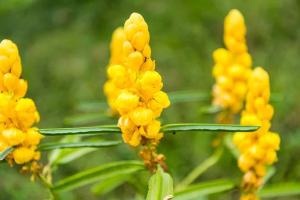 Fiore Giallo Senna Alata Importante Albero Medicinale Nonché Pianta Ornamentale — Foto Stock