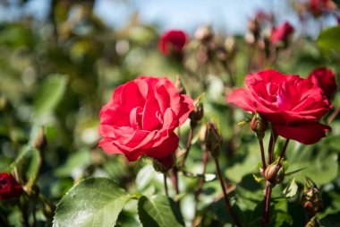 Aziz Pertersburg, Rusya 'daki büyük Peter' ın yazlık sarayının bahçesindeki kırmızı gül çiçeği..