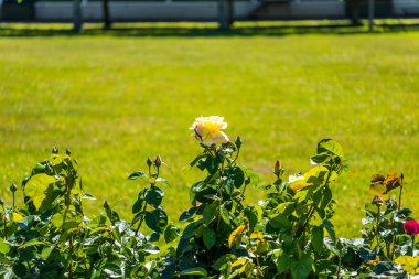 Sarı gül çiçeği, Peter 'ın yazlık sarayının bahçesinde. Büyük Aziz Pertersburg, Rusya' da..