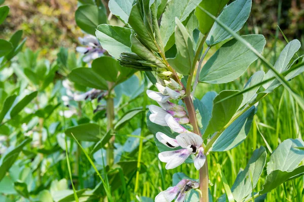 Blomma Vicia Faba Eller Bondböna Favaböna Eller Fababöna Blomsterväxt Ärt — Stockfoto