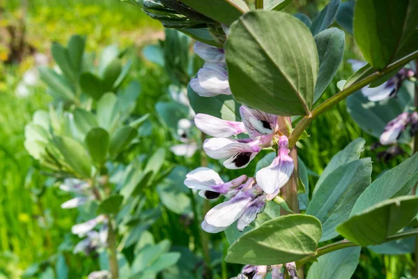 브리스 파파야 완두콩과 속하는 꽃피는 식물의 일종이다 — 스톡 사진