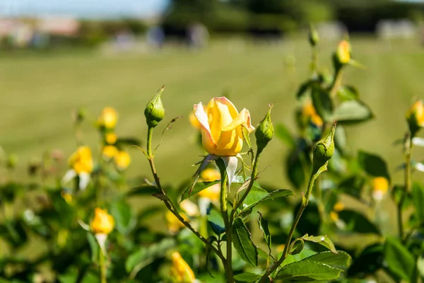 Amarelo Rosa Flor Jardim Dentro Palácio Verão Peter Grande Saint — Fotografia de Stock