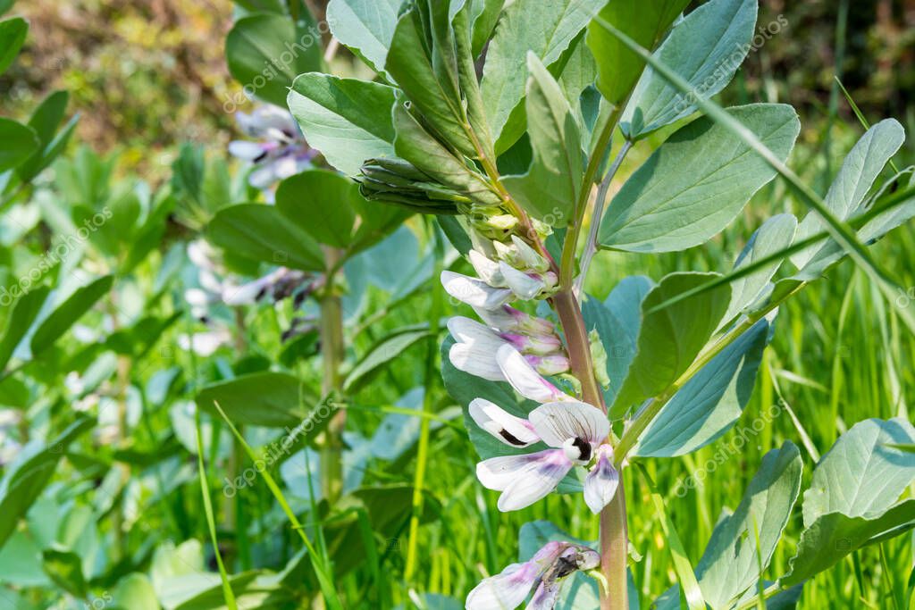 Flower Of Vicia Faba Or Broad Bean Fava Bean Or Faba Bean Is A Species Of Flowering Plant In The Pea And Bean Family Fabaceae 382920322 Larastock